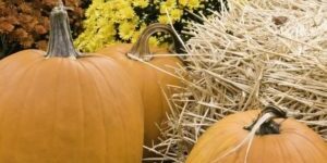 Autumn-at-a-glance-Arrangement-of-three-pumpkins-straw-and-flowers-in-garden-332218-edited
